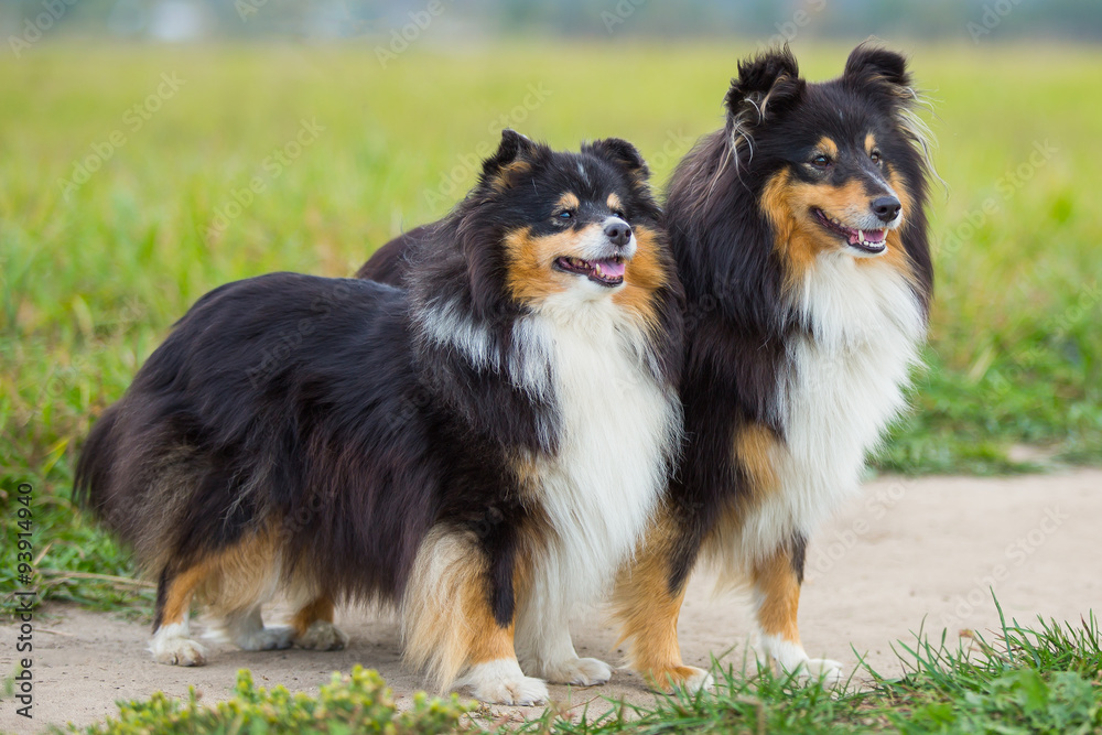 Dogs stand on a green field