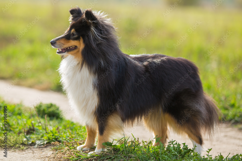 Sheltie dog standing on the background of green field