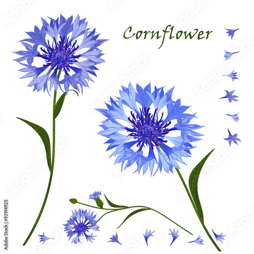 Hand-drawn bouquet of beautiful blue cornflower  isolated pattern