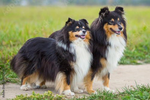 Dogs stand on a green field © mak80