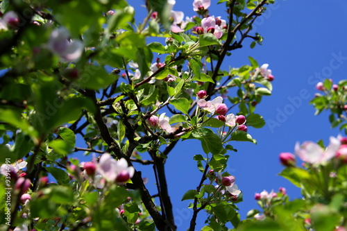 Spring blossom photo