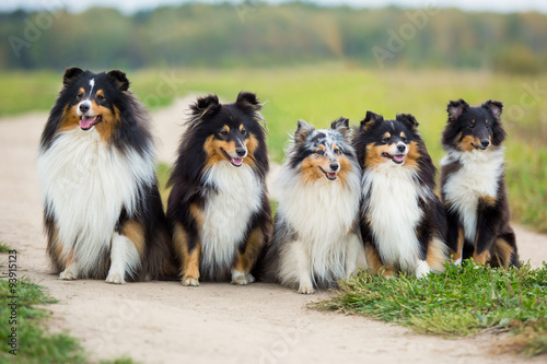 Five Sheltie dog breed sitting in the background of green field