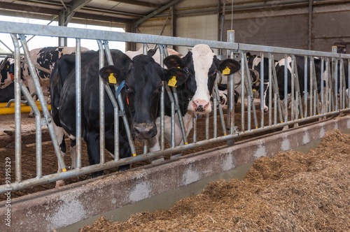Vászonkép Cows eating roughage in the stable