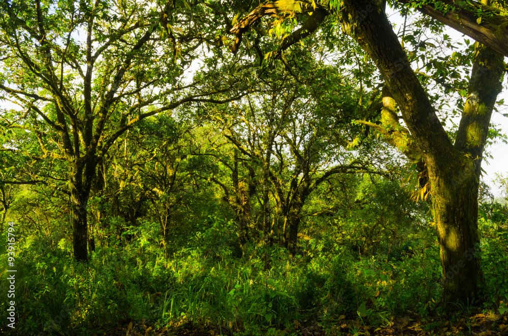 Fototapeta premium trees in forest