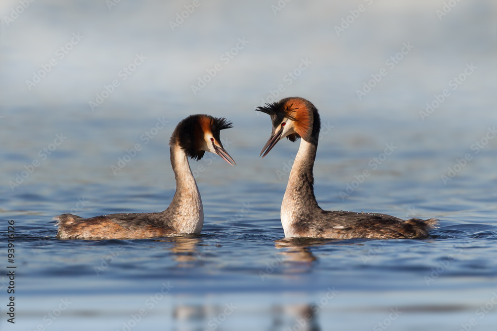 Great-crested Grebe doing courtship display Great-crested Grebe doing courtship display
