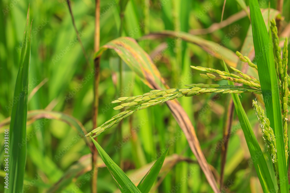 Green rice in the field Green rice in the field