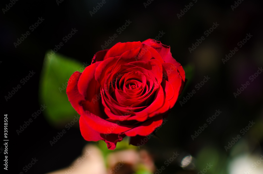 Rosa rossa Rosa rossa