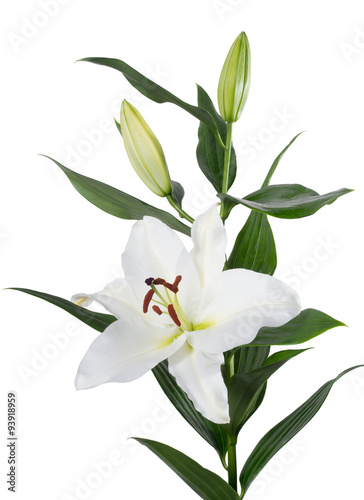 Lilium Orient flower isolated