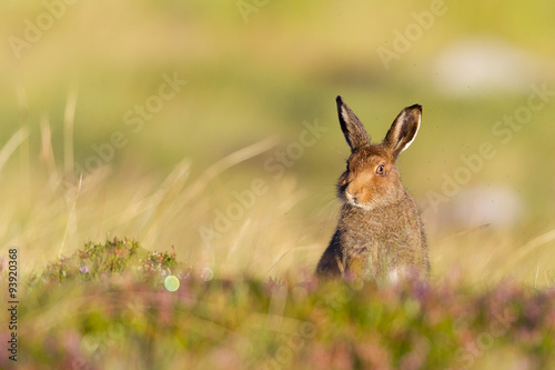Mountain Hare © markmedcalf