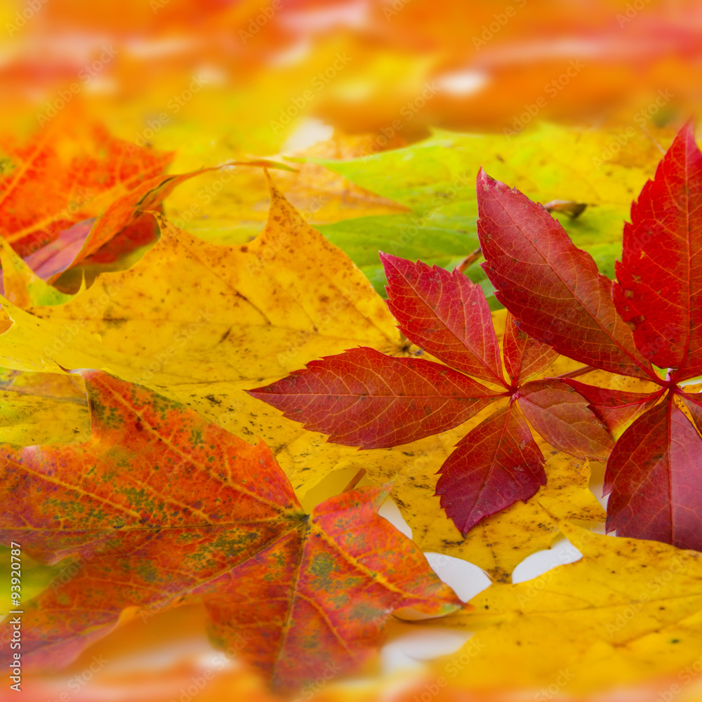 Herbst - Dekoration - Laub