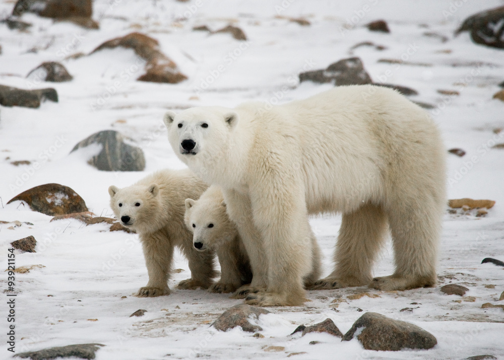 Polar bear with a cubs in the tundra. Canada. An excellent illustration. Polar bear with a cubs in the tundra. Canada. An excellent illustration.