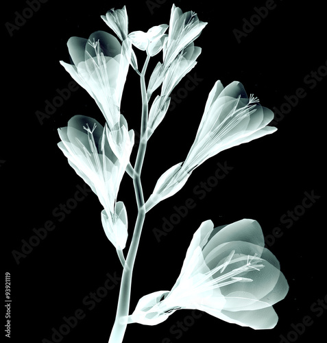 x-ray image of a flower isolated on black , the Freesia