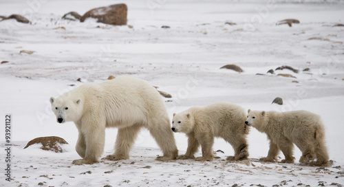 Polar bear with a cubs in the tundra. Canada. An excellent illustration.