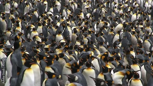 King Penguin colony on a Sub-Antarctic beach 