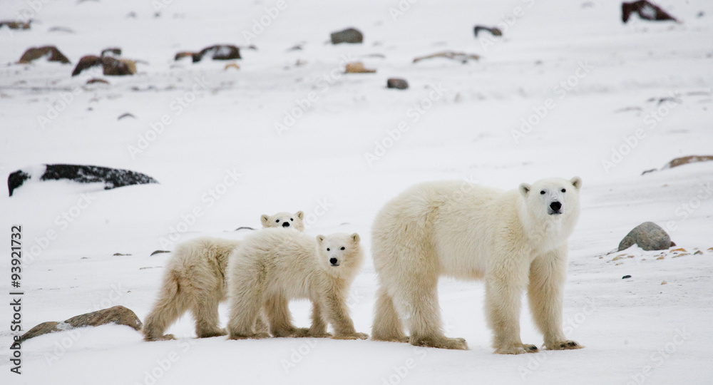 Polar bear with a cubs in the tundra. Canada. An excellent illustration. Polar bear with a cubs in the tundra. Canada. An excellent illustration.