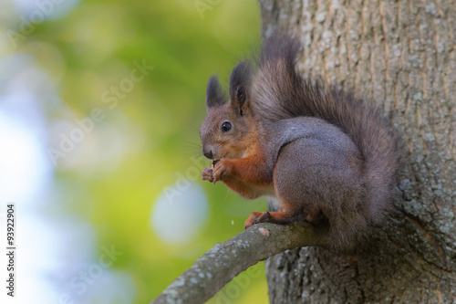 squirrel on a branch