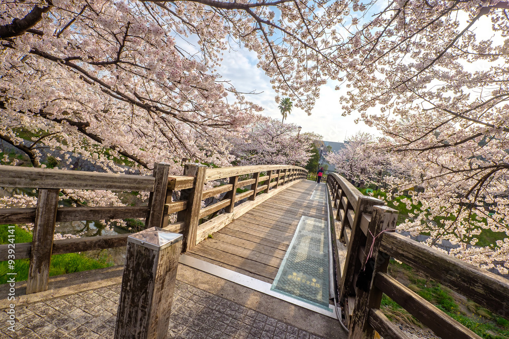 Sakura Sakura