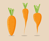 set of carrot vector