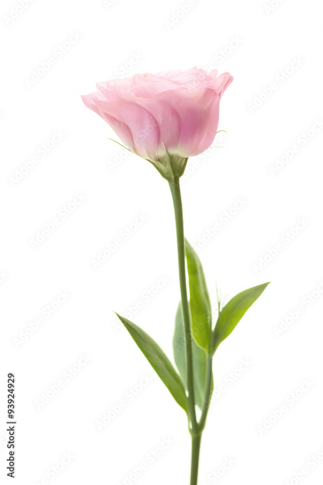 Romantic pink rose flower with fresh leaves isolated on white