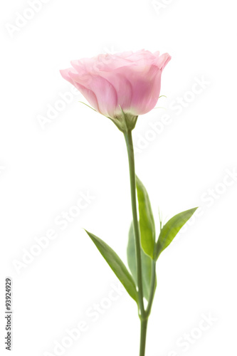 Romantic pink rose flower with fresh leaves isolated on white © Taiga