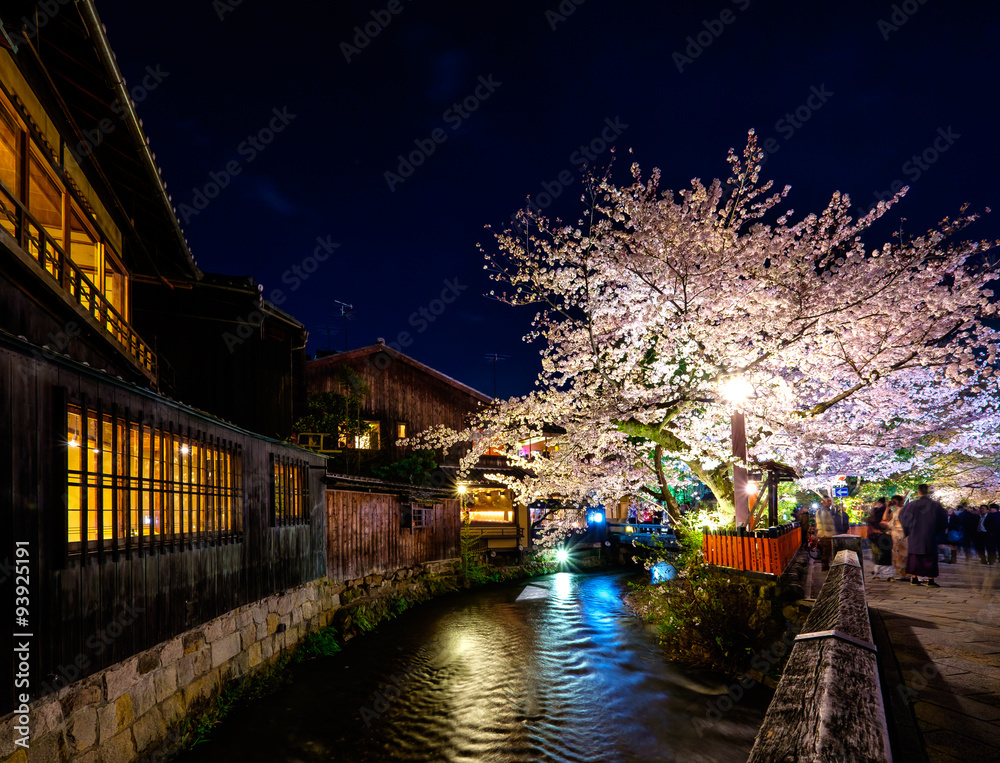 Sakura in Kyoto