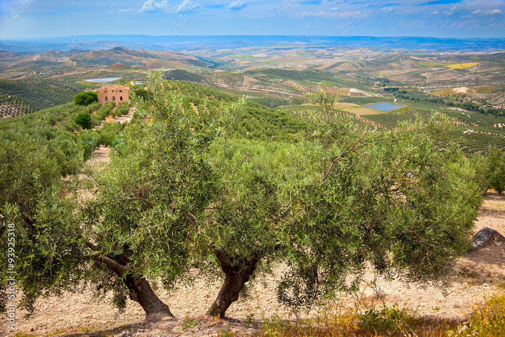 Olive Trees and Plantations Landscape, Andalusia, Spain, Europe