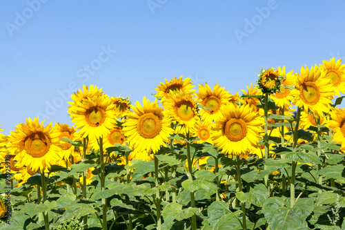 Bright yellow sunflowers   or Helianthus  against a clear sunny blue sky in an agricultural field with several bees foraging for nectar