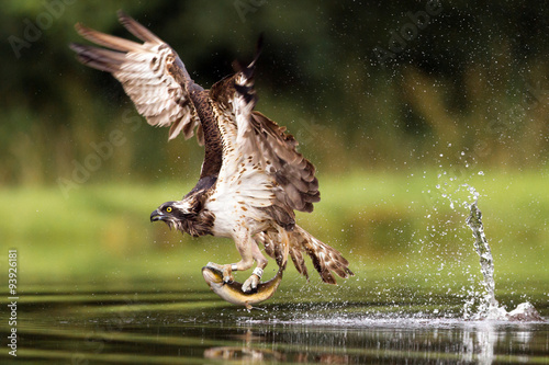 Papier peint Osprey fishing and hunting on a Scottish loch.
