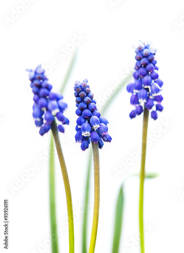 Blue Muscari flowers on white