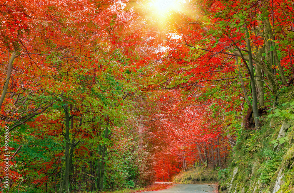 Fototapeta premium Forest in autumn