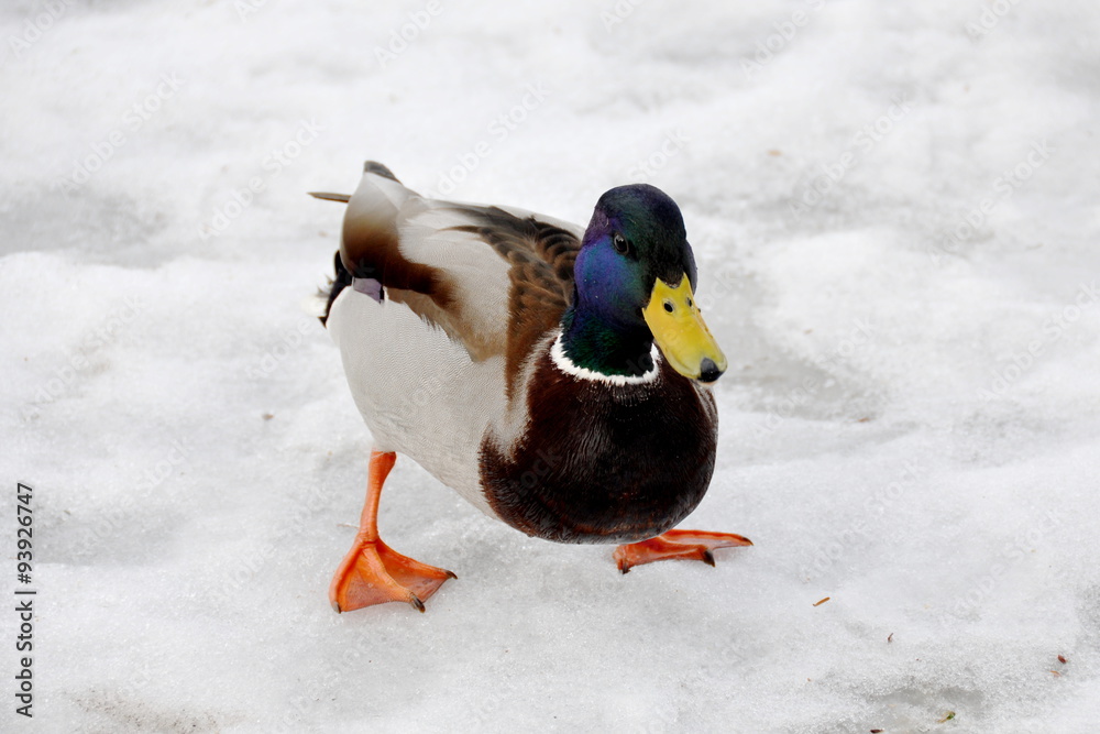 Male mallard walking on ice