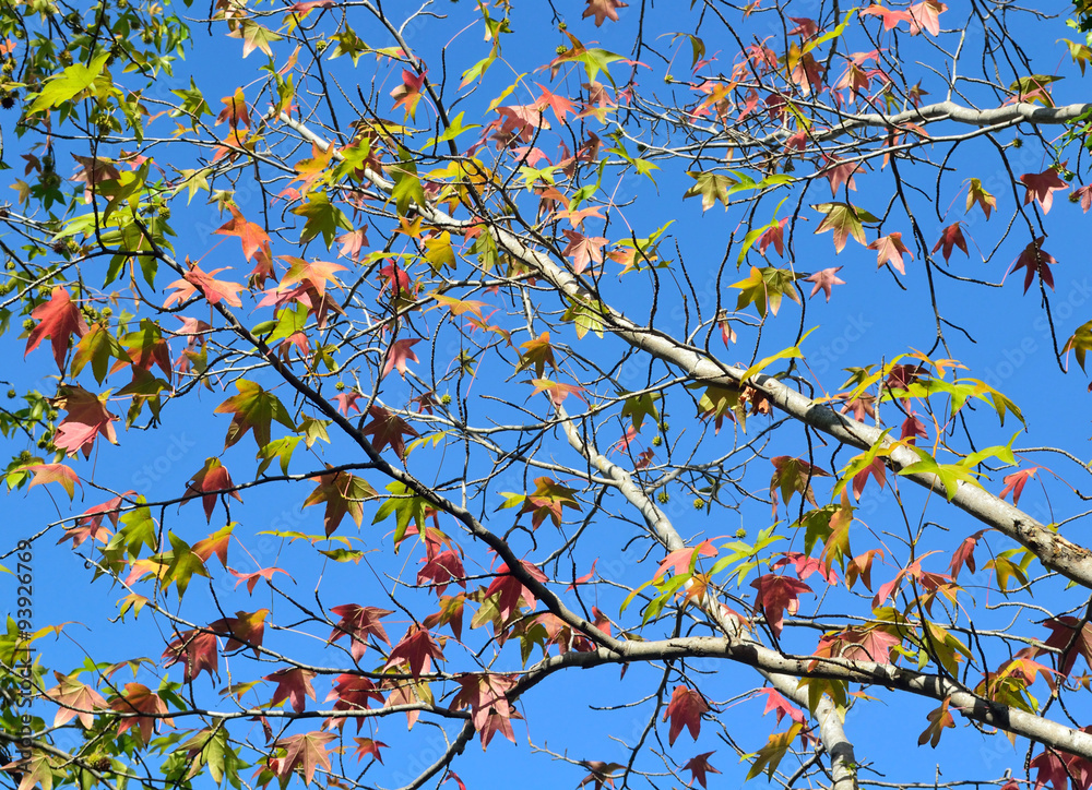 autumn leaves against the blue sky autumn leaves against the blue sky
