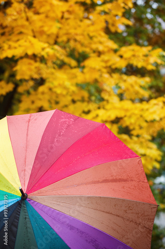 Colorful multicolored umbrella on yellow autumn leaves. Autumn nature background