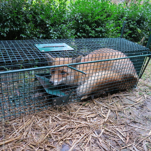Canvas Print Wild fox is caught in a trap