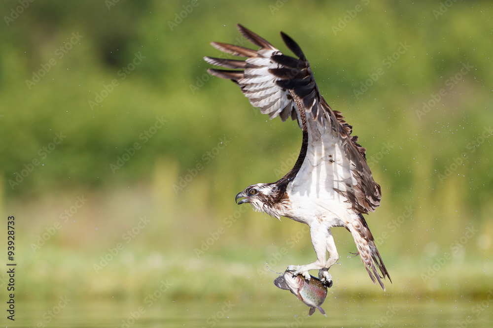 Fototapeta premium Osprey hunting and fishing in Scottish loch