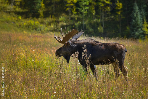 Moose in the Conundrum Creek Colorado © Krzysztof Wiktor