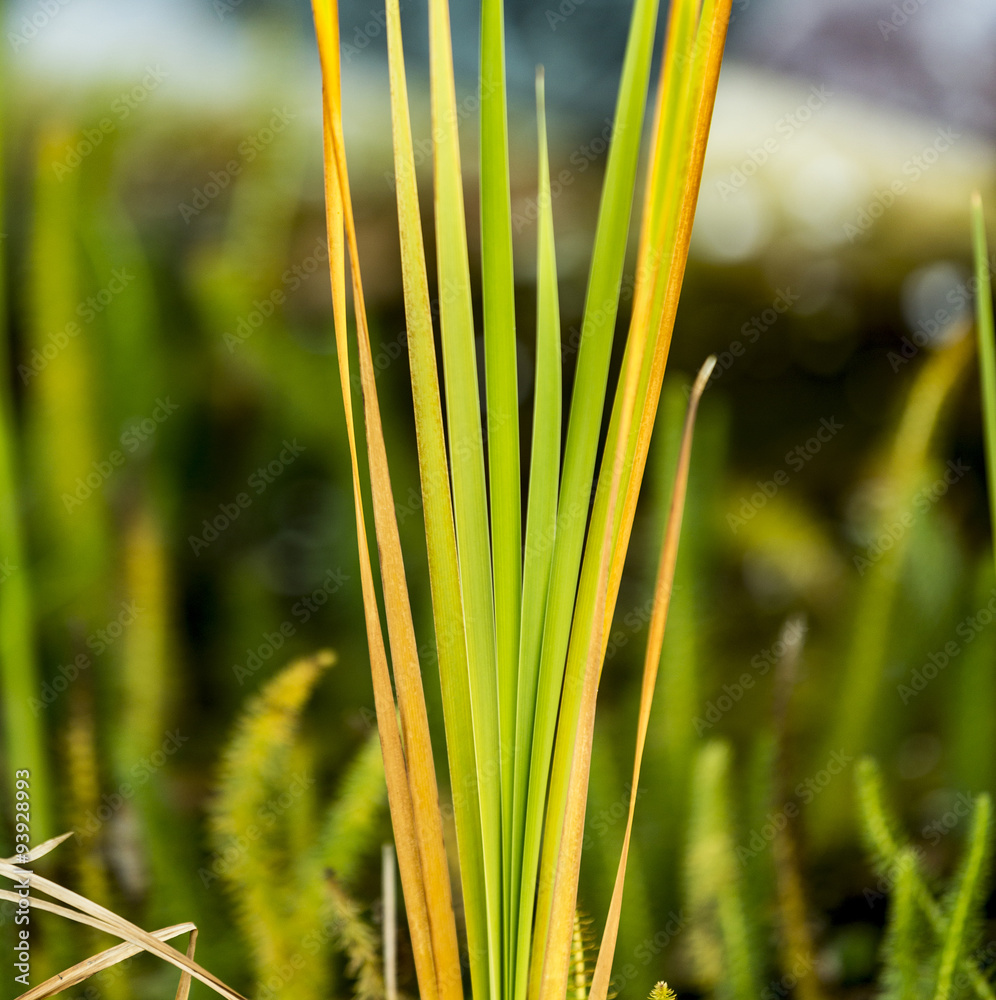 Obraz premium green grass
