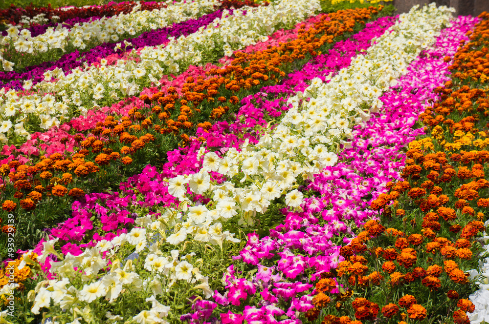 Close-up view of flower bed Close-up view of flower bed