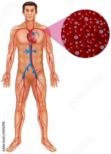 Blood circulation in human body