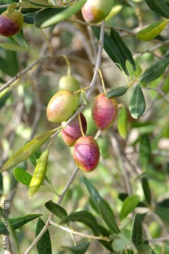 Olives de Provence