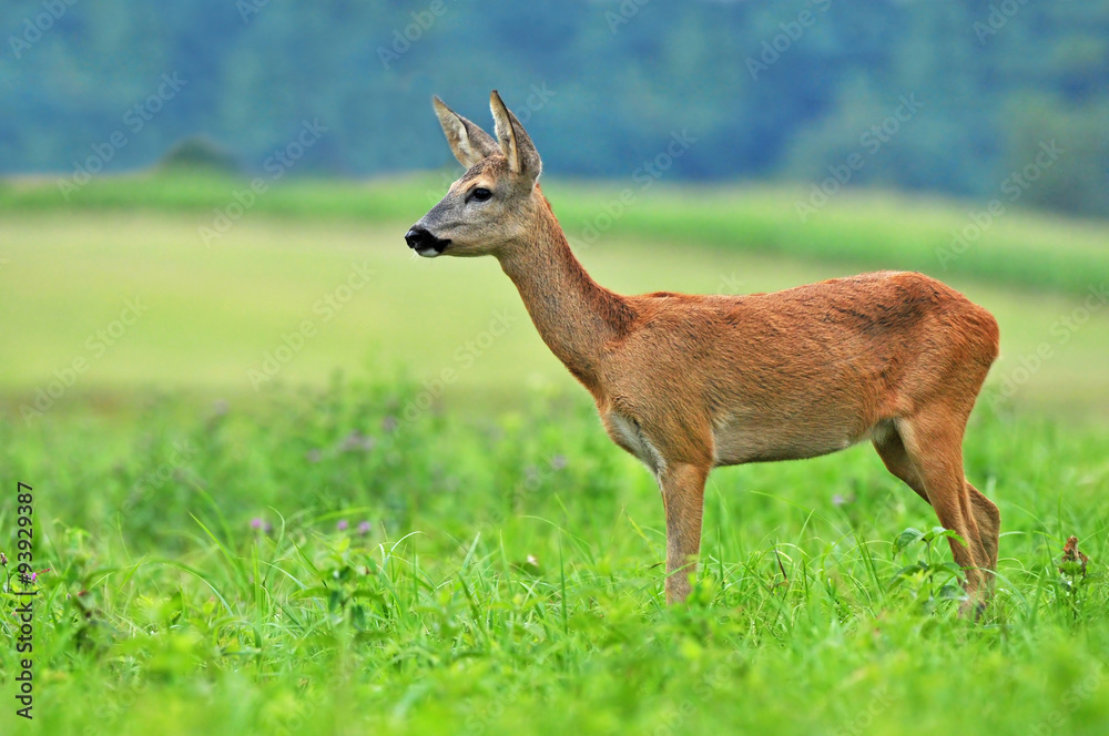 Roe deer Roe deer
