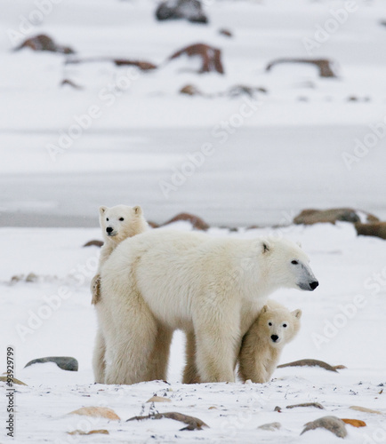 Polar bear with a cubs in the tundra. Canada. 