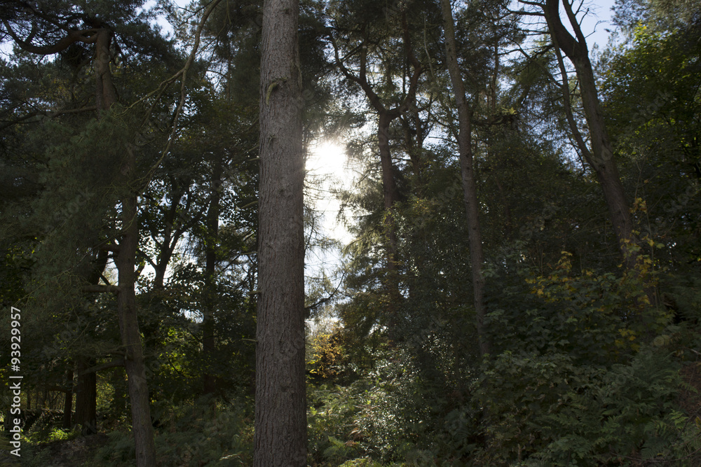 Fototapeta premium light streaming through tree line