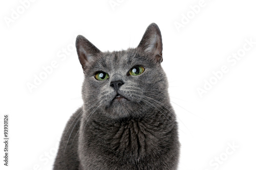  studio portrait of a beautiful grey cat on white background