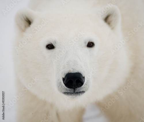 Portrait of a polar bear. Close-up. Canada. 