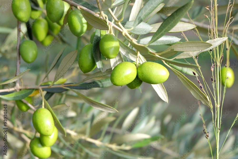 Olives de Provence