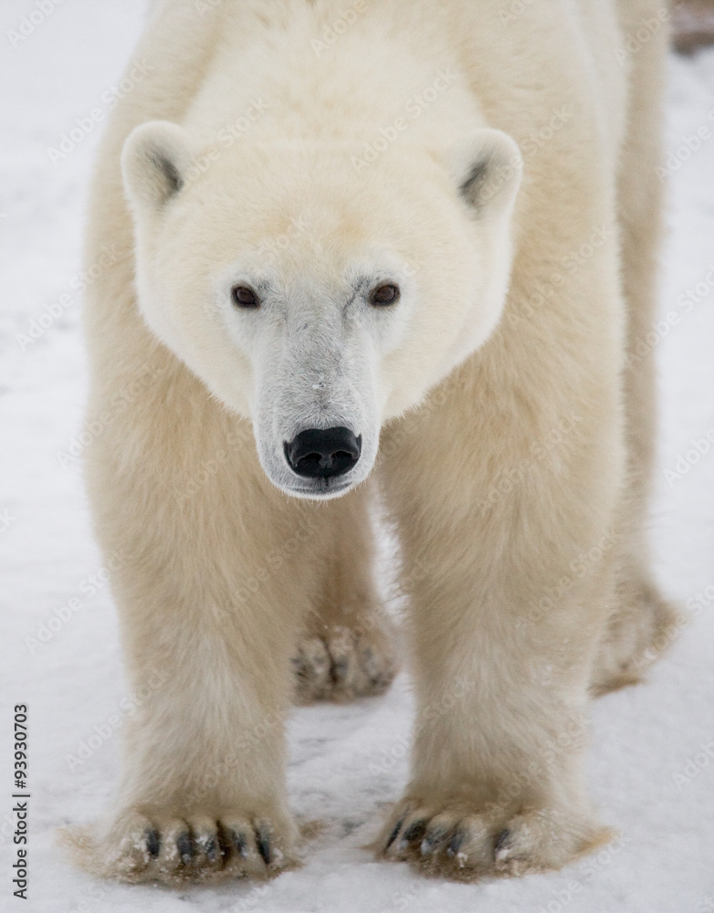 A polar bear on the tundra. Snow. Canada. An excellent illustration A polar bear on the tundra. Snow. Canada. An excellent illustration