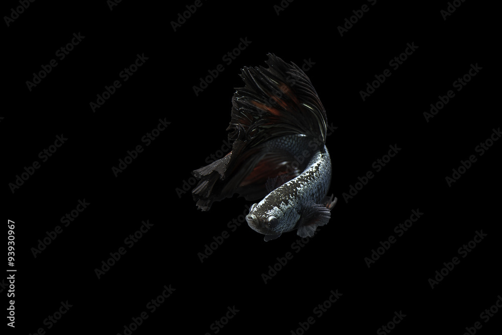Naklejka premium Siamese Fighting Fish dancing on black background