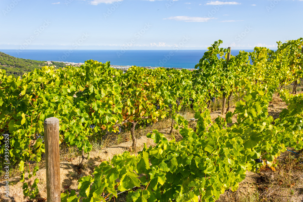 Vineyards of Alella, Spain on the Mediterranean Sea