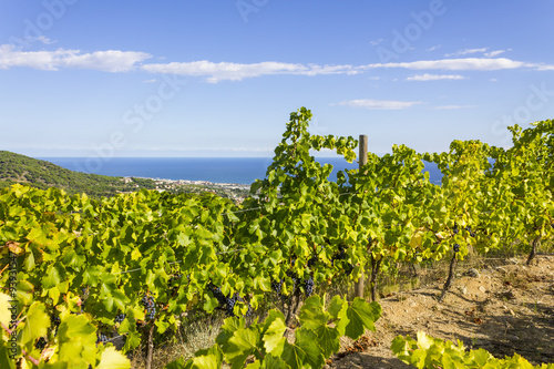 Vineyards of Alella  Spain on the Mediterranean Sea